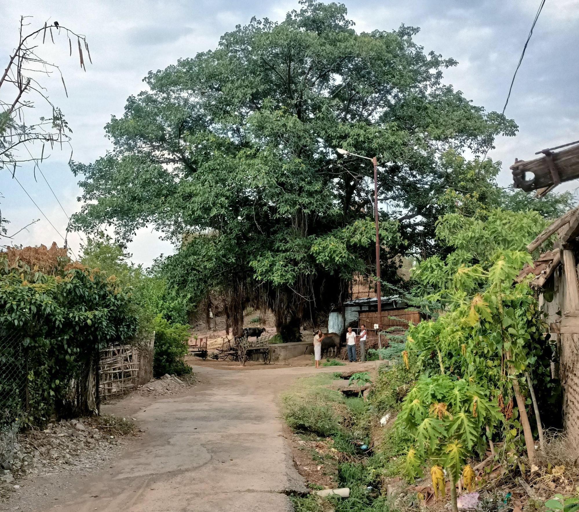 One of the lanes adjoining the residence, featuring houses built over the past two to three decades. (Source: CKA Archives)