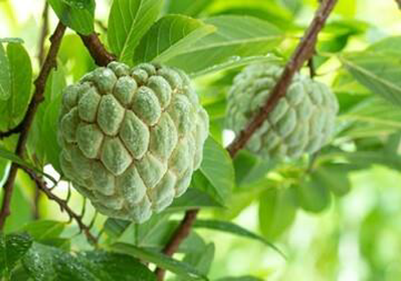 Beed Custard Apple[2]