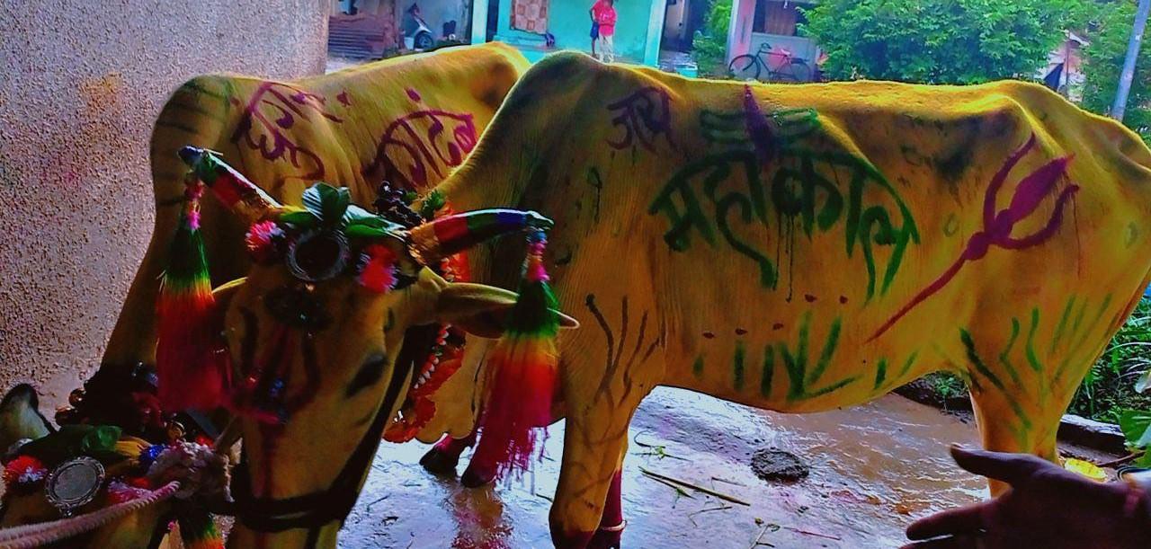 Bulls on the day of Pola are decorated (Source: CKA Archives)