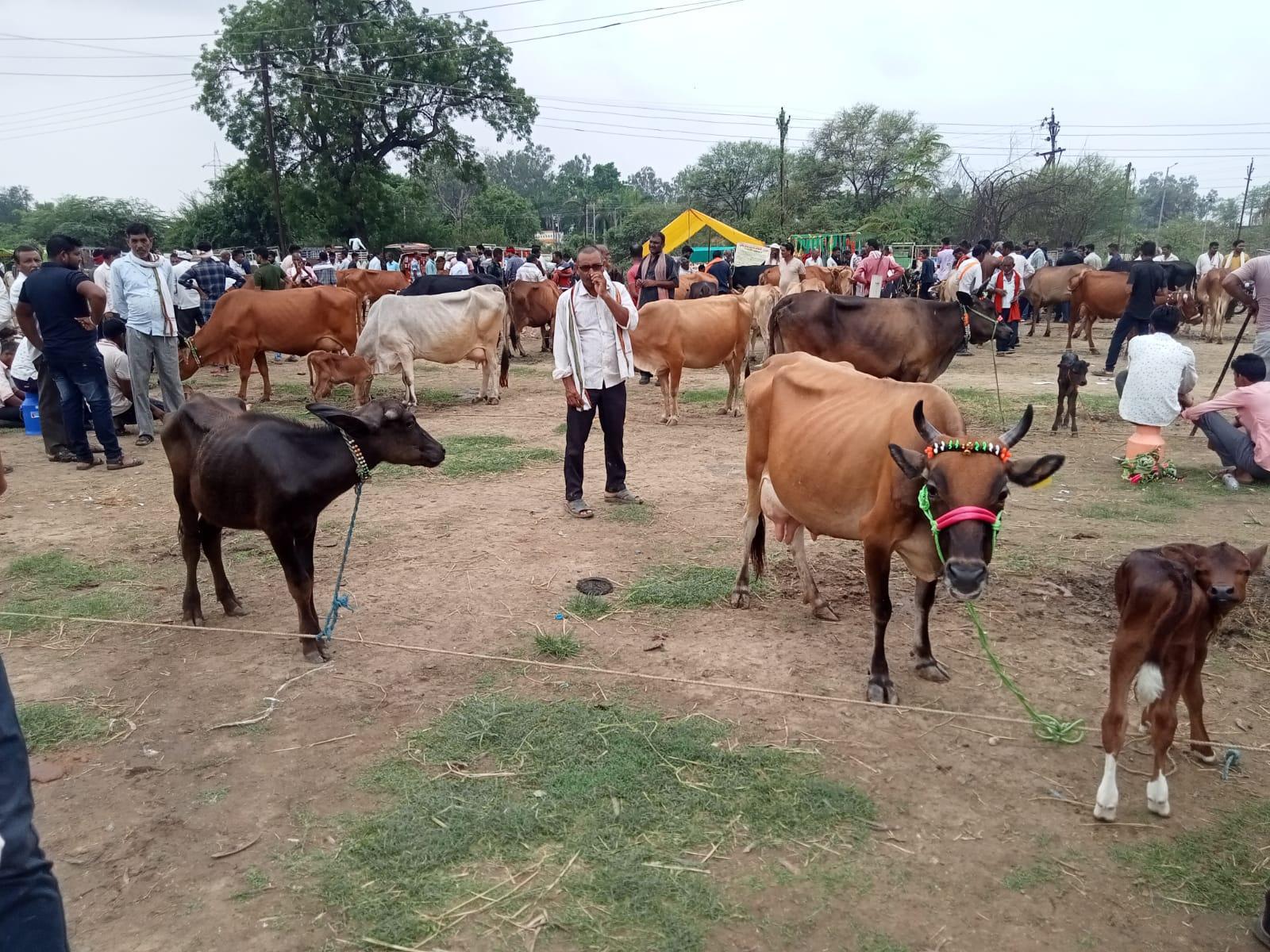 The livestock market of Kardha. (Source: CKA Archives)
