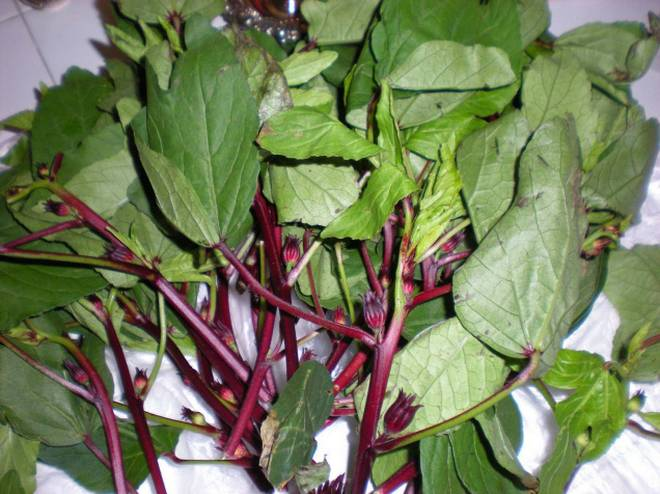 Gongura Leaves[1]
