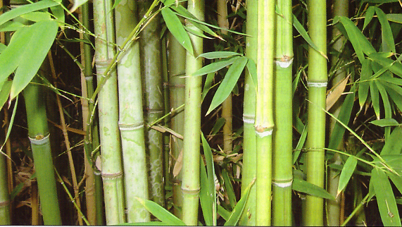 Bamboo and Tendu Leaves[2]