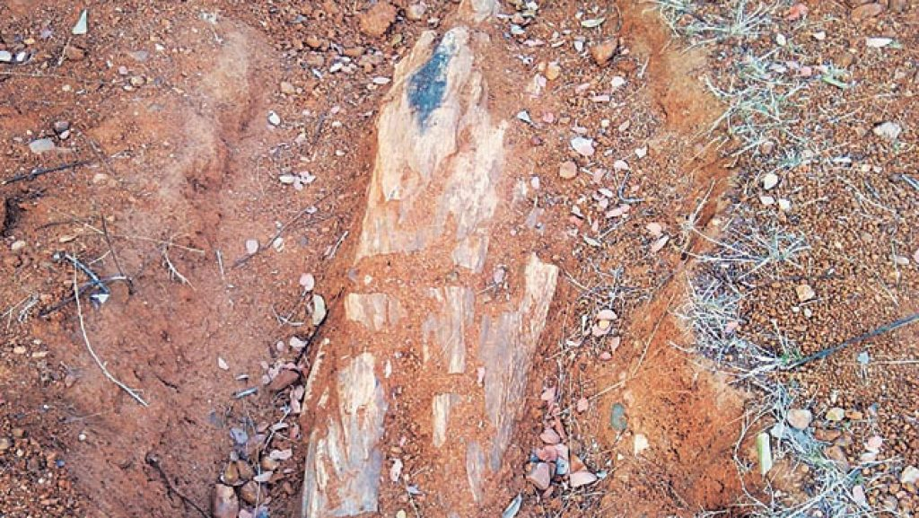 A fossilized tree trunk exposed in the soil at Wadadham. These remains are part of a prehistoric forest that existed alongside dinosaurs, offering a rare glimpse into life here millions of years ago.