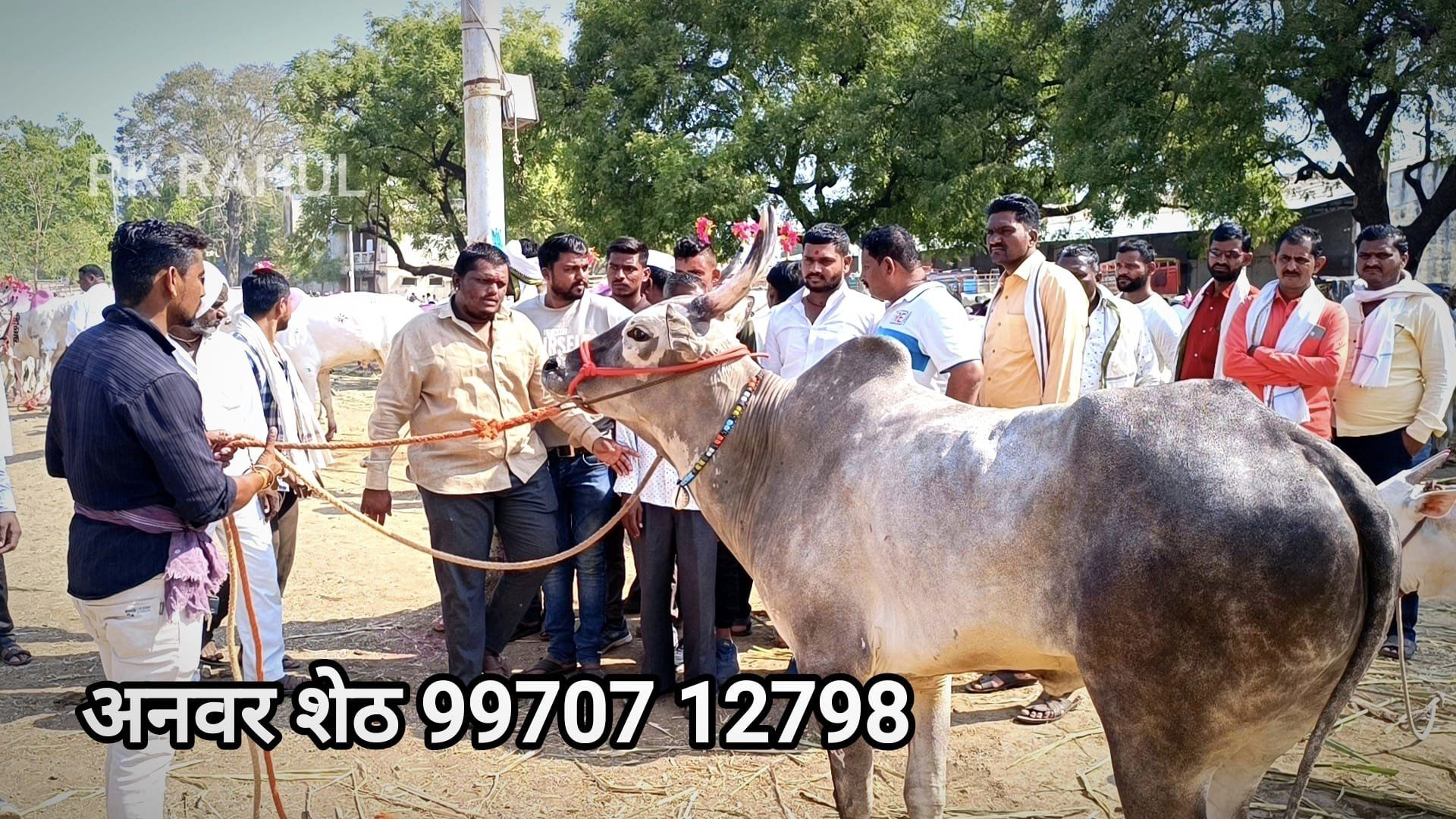 A bull being auctioned off at Bail Bazaar (Source: CKA Archives)
