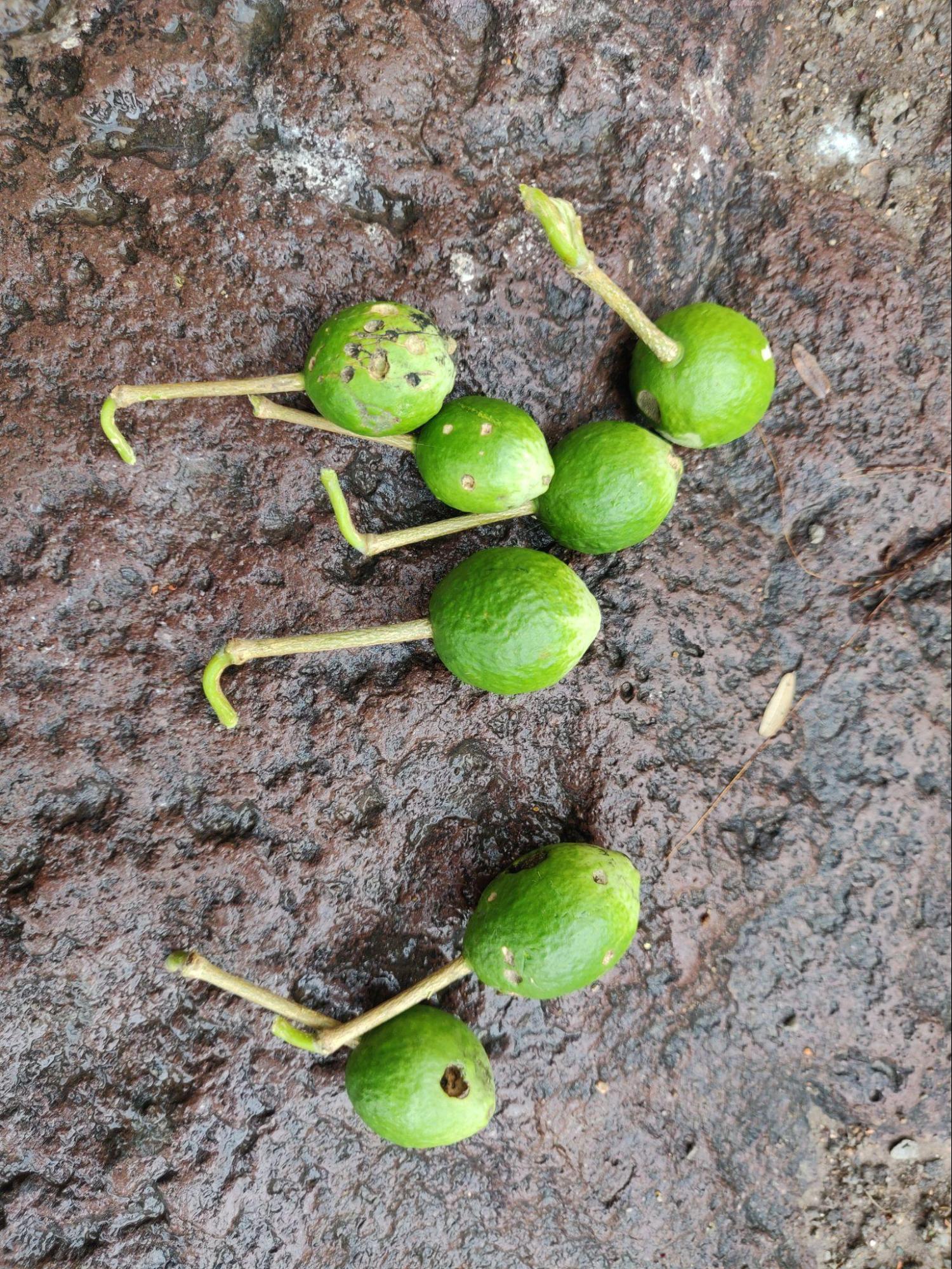 Vagote (Source: CKA Archives).