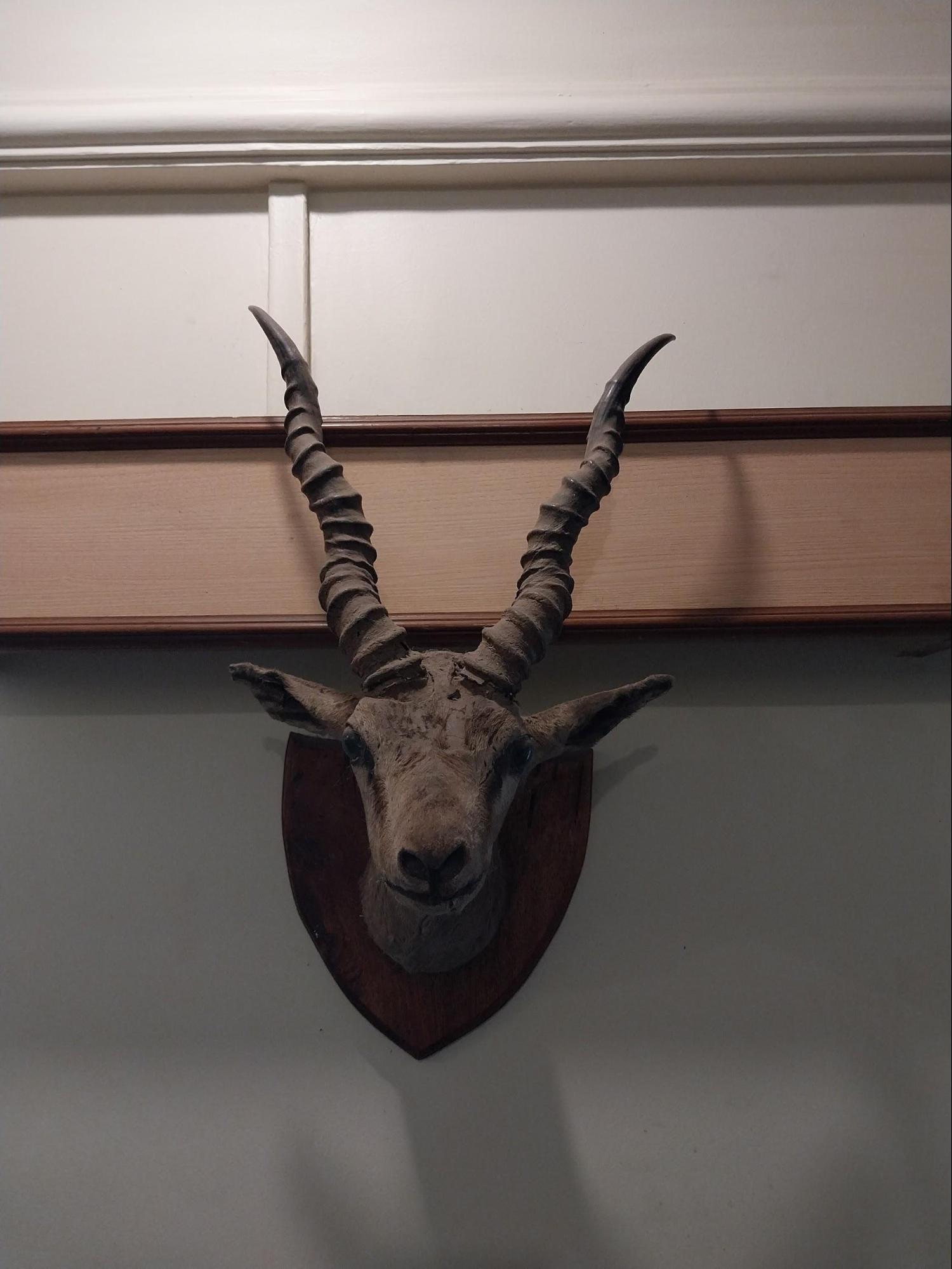 A taxidermy specimen mounted on the wall, an artifact from an era when hunting was legal, representing a once-common decorative approach found in many residences of the period. (Source: CKA Archives)