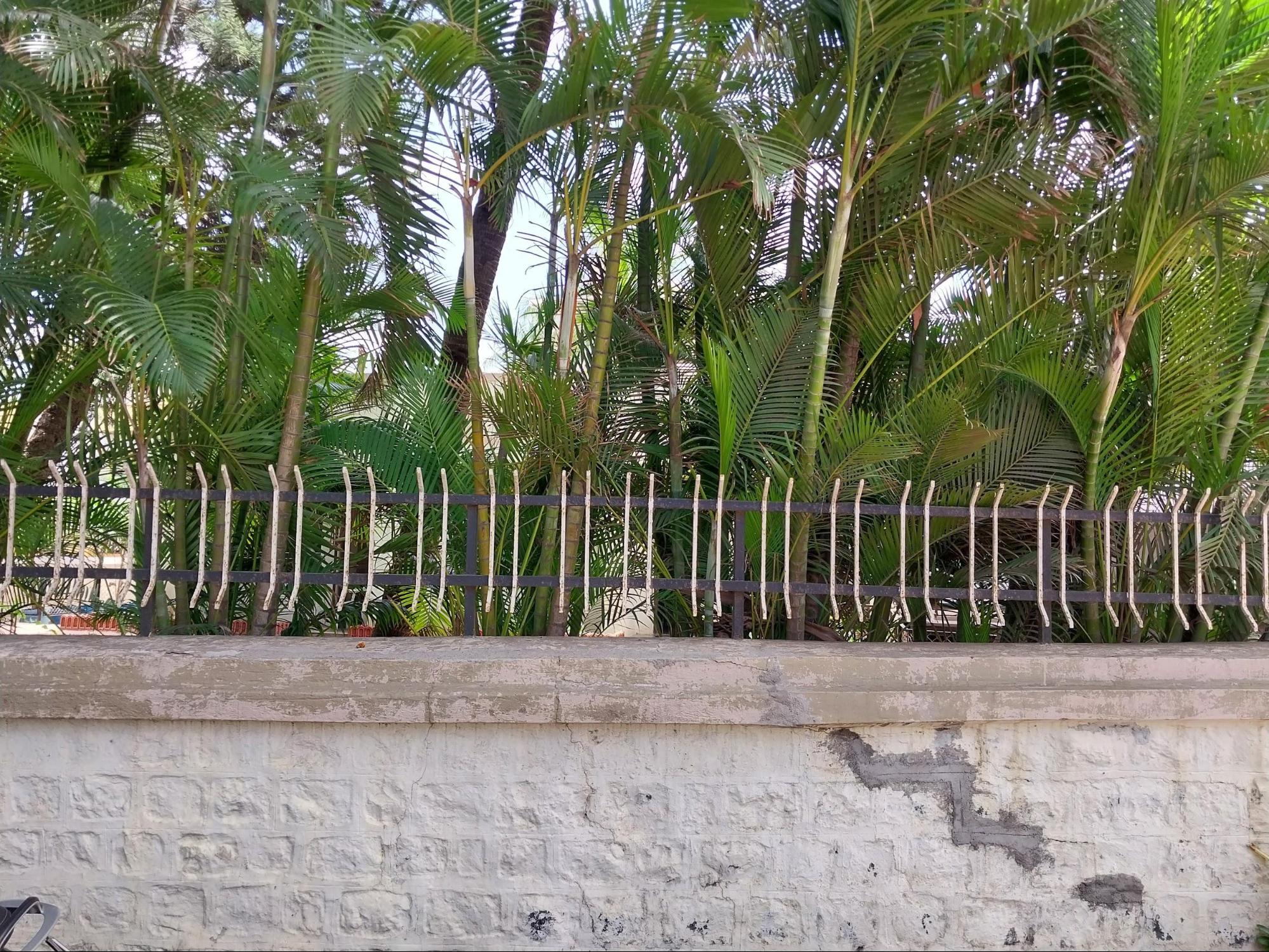 The property boundary combines a railing at the top with trees planted inside that serve as a living fence, blending built and natural elements to define the home's perimeter. (Source: CKA Archives)