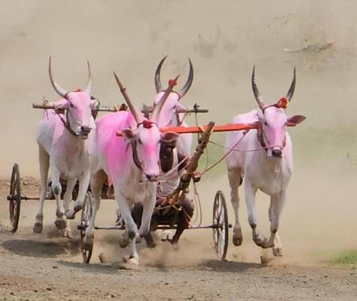 Bulls Race in Kolhapur(Source: CKA Archives)