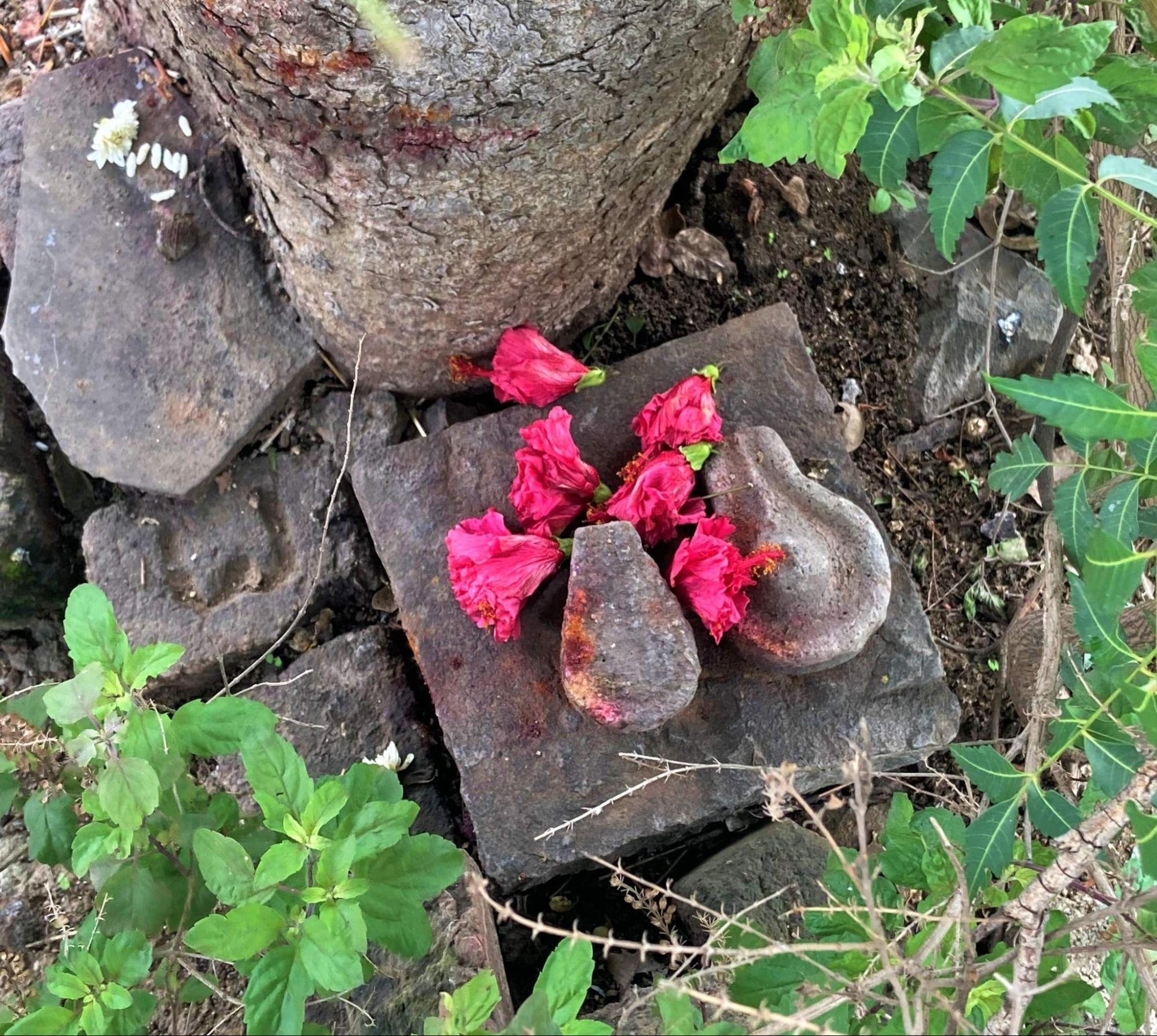 A shivling (symbol of Bhagwan Shiva) placed beneath an Audumbar tree, located outside the Datta shrine within the mandir complex. The tree and shivling serve as a secondary site of prayer, particularly for devotees of Dattatreya. (Source: CKA Archives)