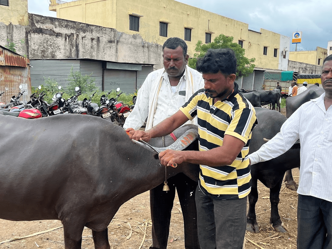A man sharpening the horns of his buffalo for sale. The cost of a buffalo can range from 50,000 to 1 lakh, making them significant investments for a buyer. (Source: CKA Archives)