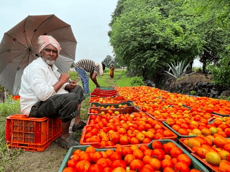 A vendor selling tomatoes in wholesale at the Tamata Market (Source: CKA Archives)