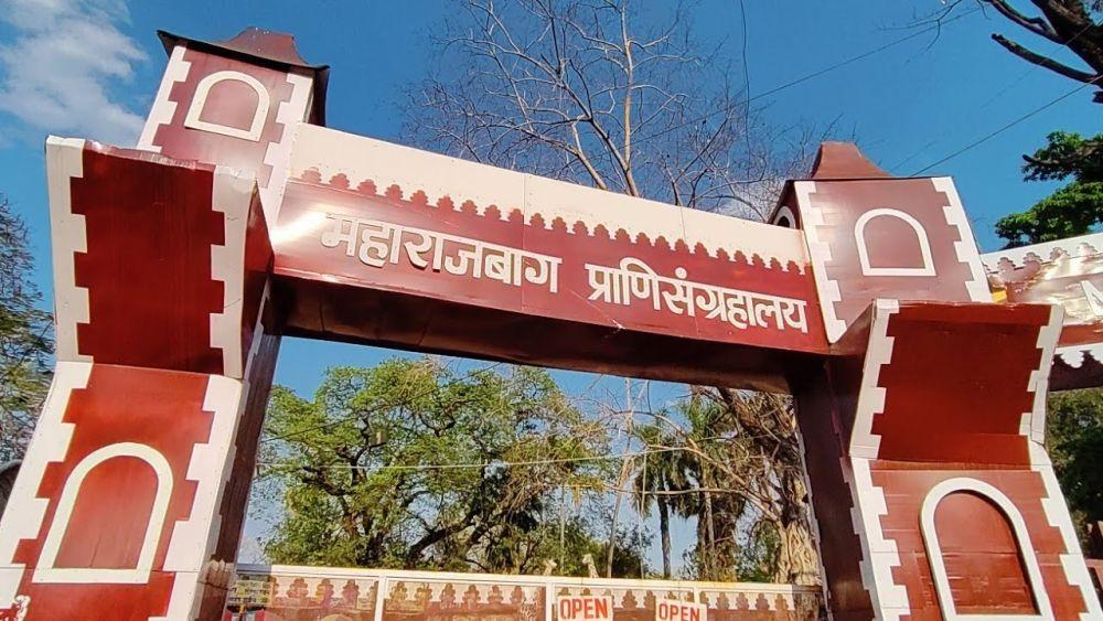 Maharajbagh Zoo is the central zoo of Nagpur,located in Gorepeth.[8]