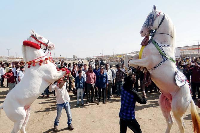 Sarangkheda’s Chetak Festival hosts one of India’s oldest and largest horse markets, attracting buyers and sellers from across the country every December. (Source: CKA Archives)