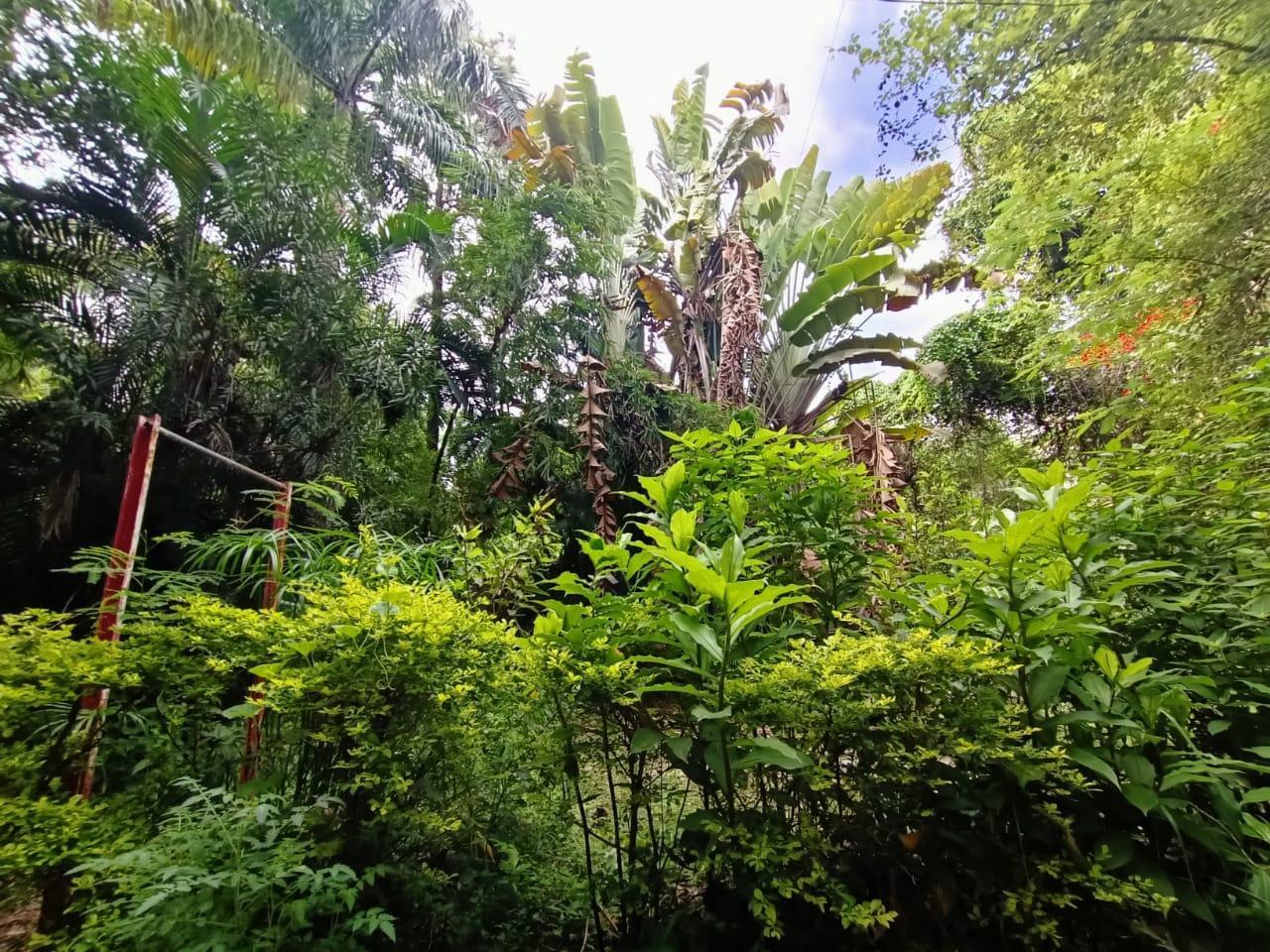 Densely covered garden behind Phase IV with a variety of plants. (Source: CKA Archives)