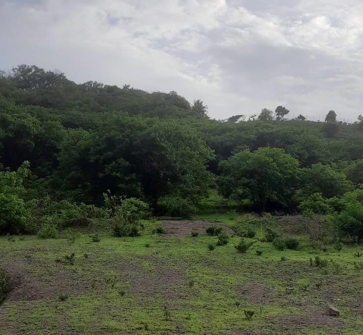Surrounding greenery near the Jambhaljai Mata Mandir, which is usually used as grazing space for livestock and serves as a resting point for travellers. (Source: CKA Archives)