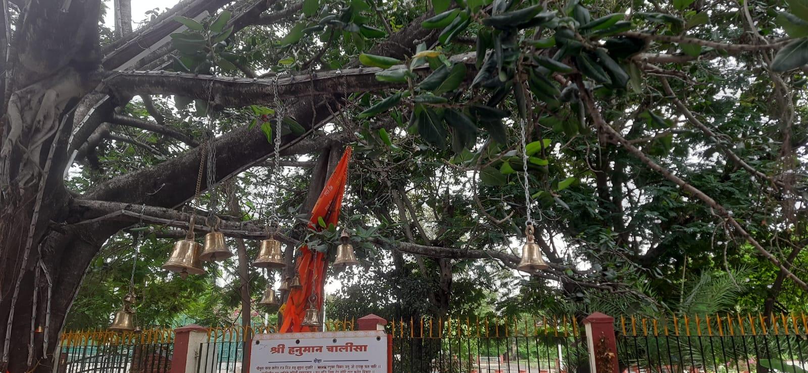The cluster of bells (ghantis) tied by bhakts over the years at the Hanuman Mandir banyan tree. (Source: CKA Archives)