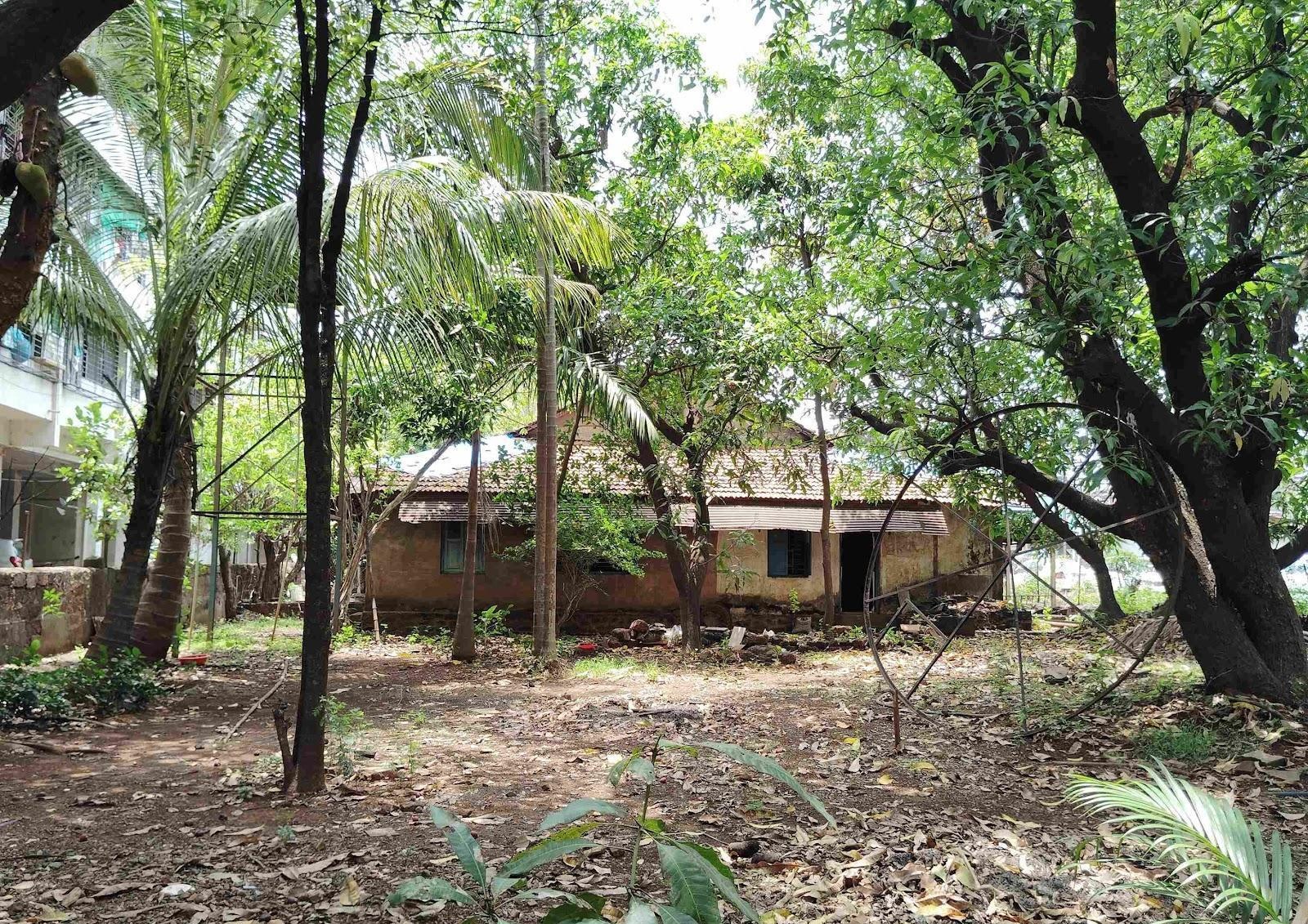 Backyard of the house having a vast number of mango trees. (Source: CKA Archives)