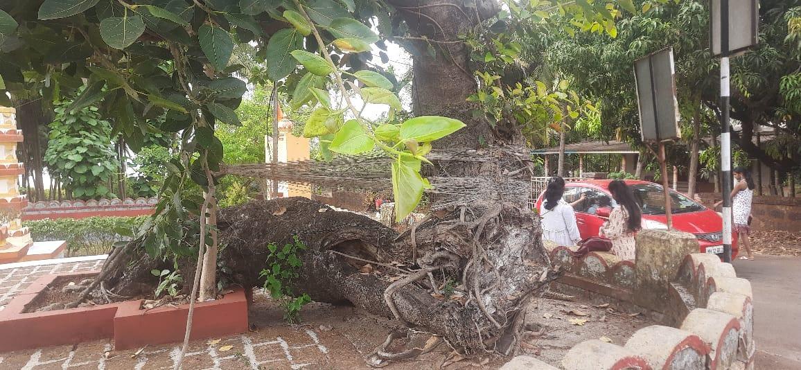 A Fallen Vat Vruksh (Banyan Tree) which is regarded as the Savitri tree atValukeshwar Mandir in Guhagar, Ratnagiri district. (Source: CKA Archives)