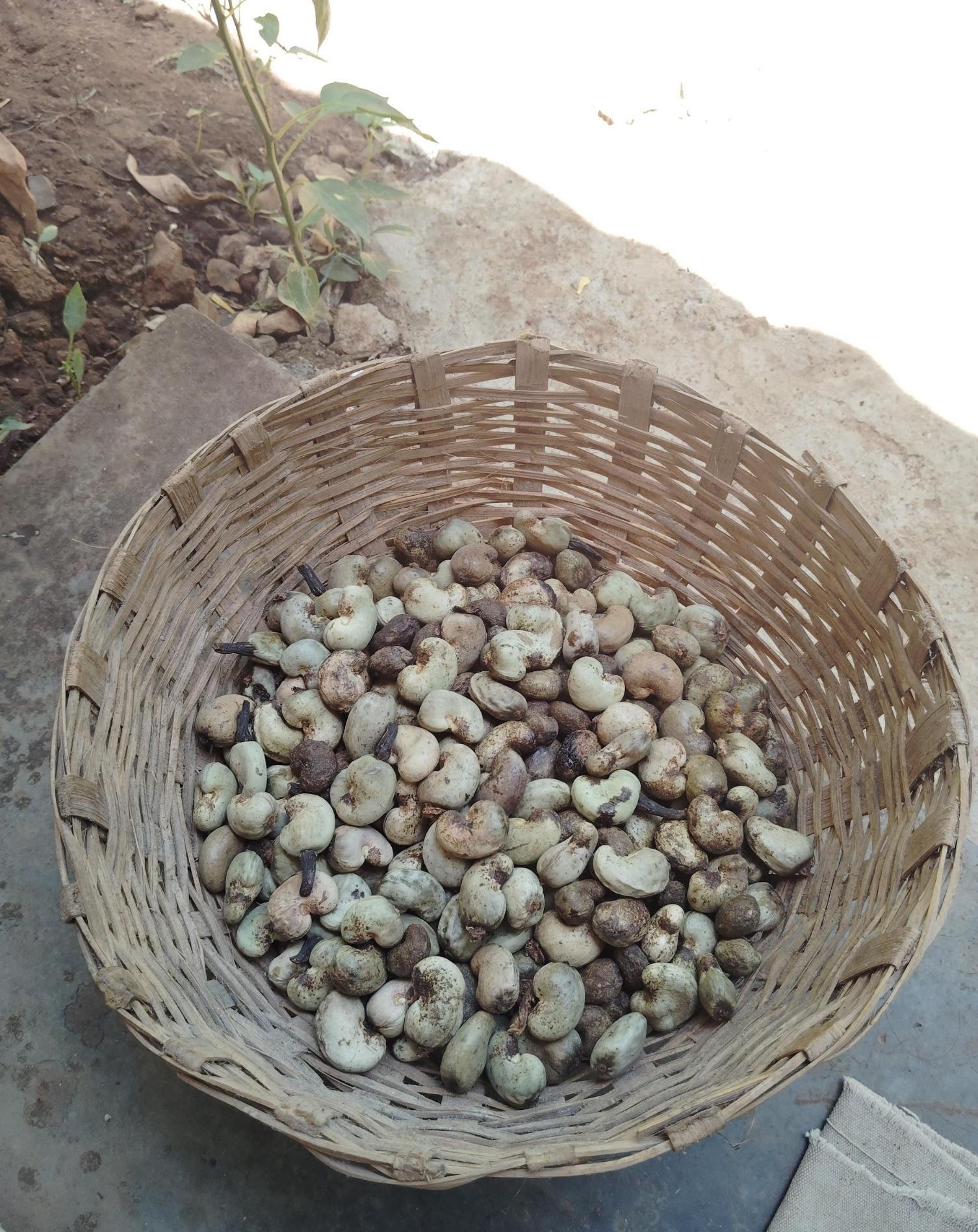 Cashew Nuts (in its shell)(Source: CKA Archives)