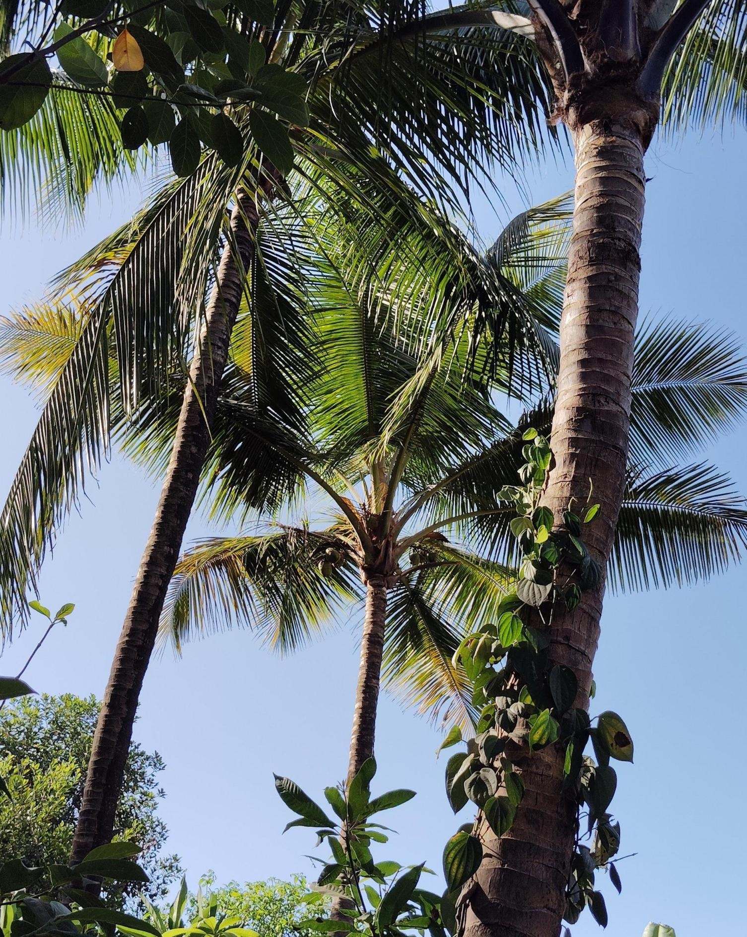 Coconut Trees (Source: CKA Archives)