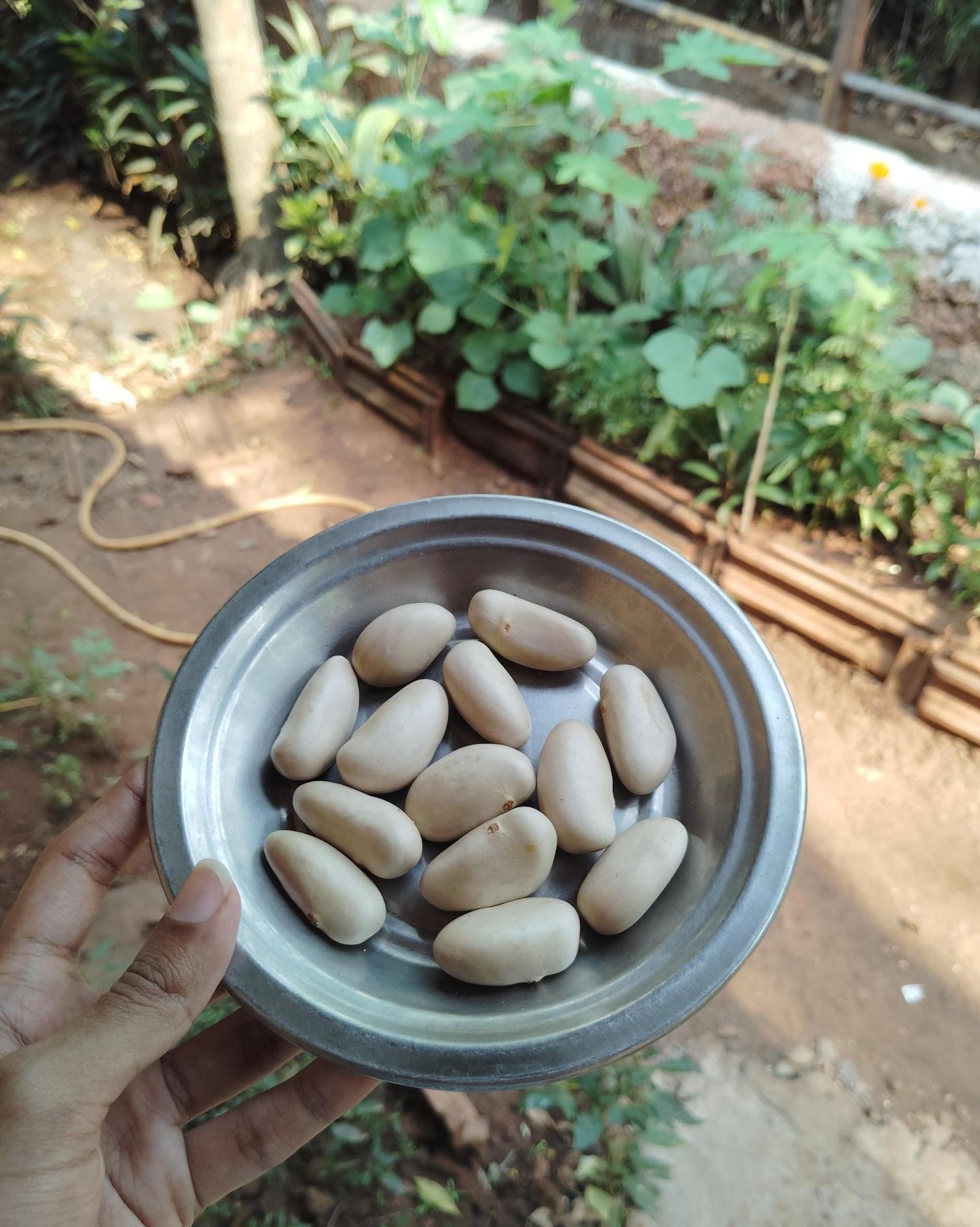 Jackfruit Seeds(Source: CKA Archives)