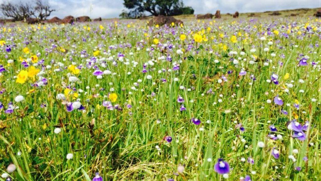 Bhambavali Flower Plateau, also known as Pushp Pathar, located about 30 km from Satara city.