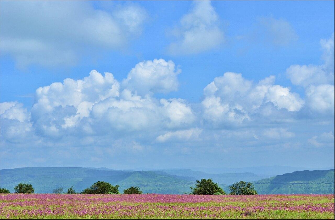 Kaas Plateau, located 25 km west of Satara city, is known for its seasonal bloom of wildflowers and rare endemic species.