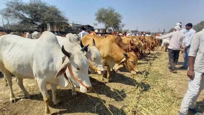 Rows of buffaloes and oxen tethered for sale at the Sunday livestock market in Washim, a key trading space for draft and dairy animals in Vidarbha.[1]