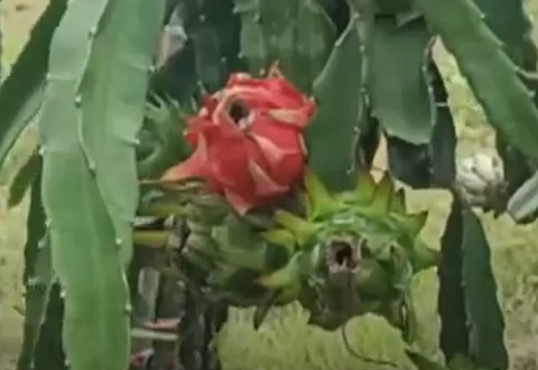 Dragon Fruit Farming(Source: CKA Archives)