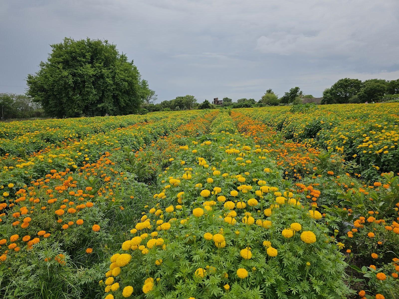 A Marigold farm, near the Pimpalgaon region of Ahilyanagar city. (Source: CKA Archives)