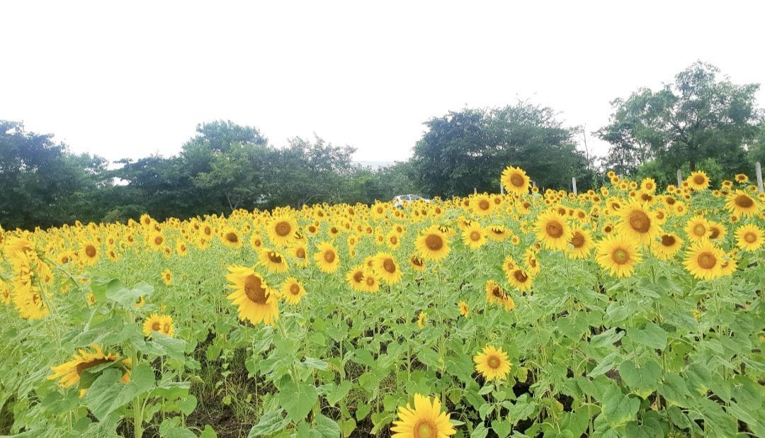 A picturesque Sunflower Farm in Ahilyanagar. (Source: CKA Archives)