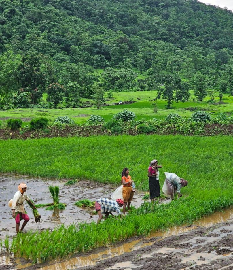 Female laborers in a Paddy field. Paddy isn’t a major crop in the district, however, a few farmers still cultivate it. (Source: CKA Archives)