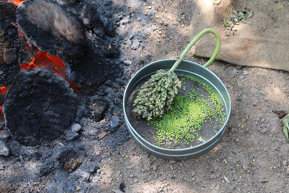 Hurda is being roasted in Shrigonda after the harvest. (Sources: CKA Archives)