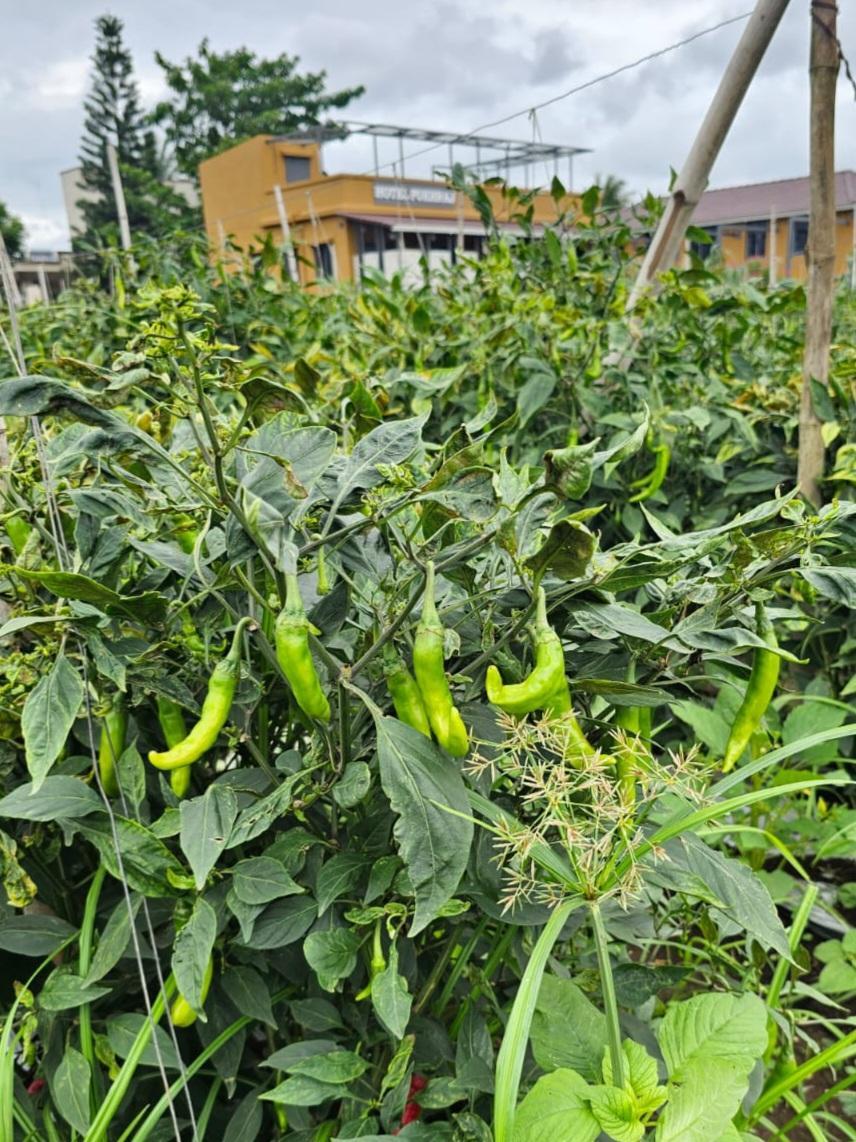 Ripe green Chillies ready for harvest. (Source: CKA Archives)