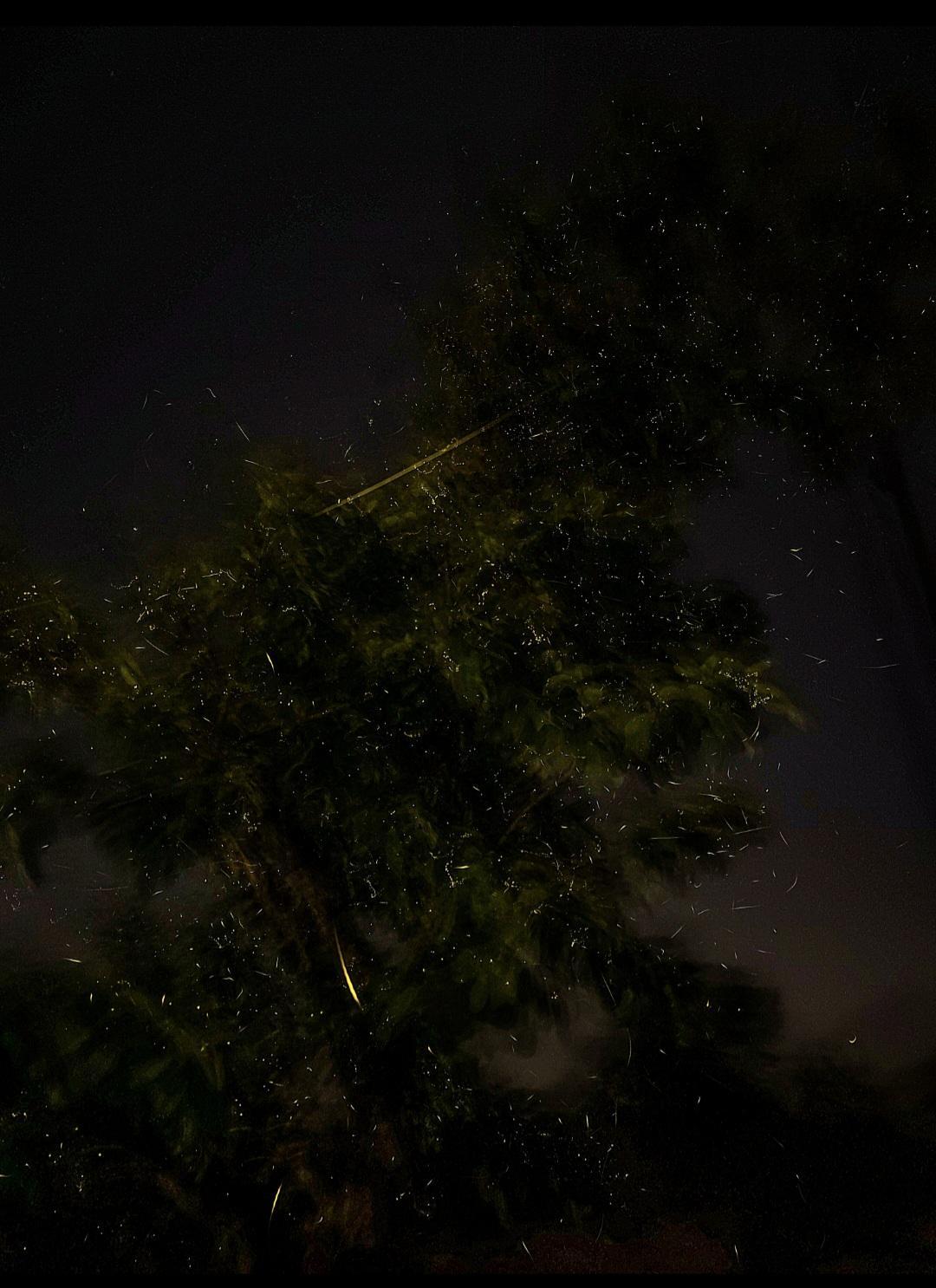 In Bhandardara village of Akole taluka, Ahilyanagar, millions of fireflies light up the trees, creating a magical display that draws visitors from across the region. (As observed on 30 May 2023, Source: CKA Archives).