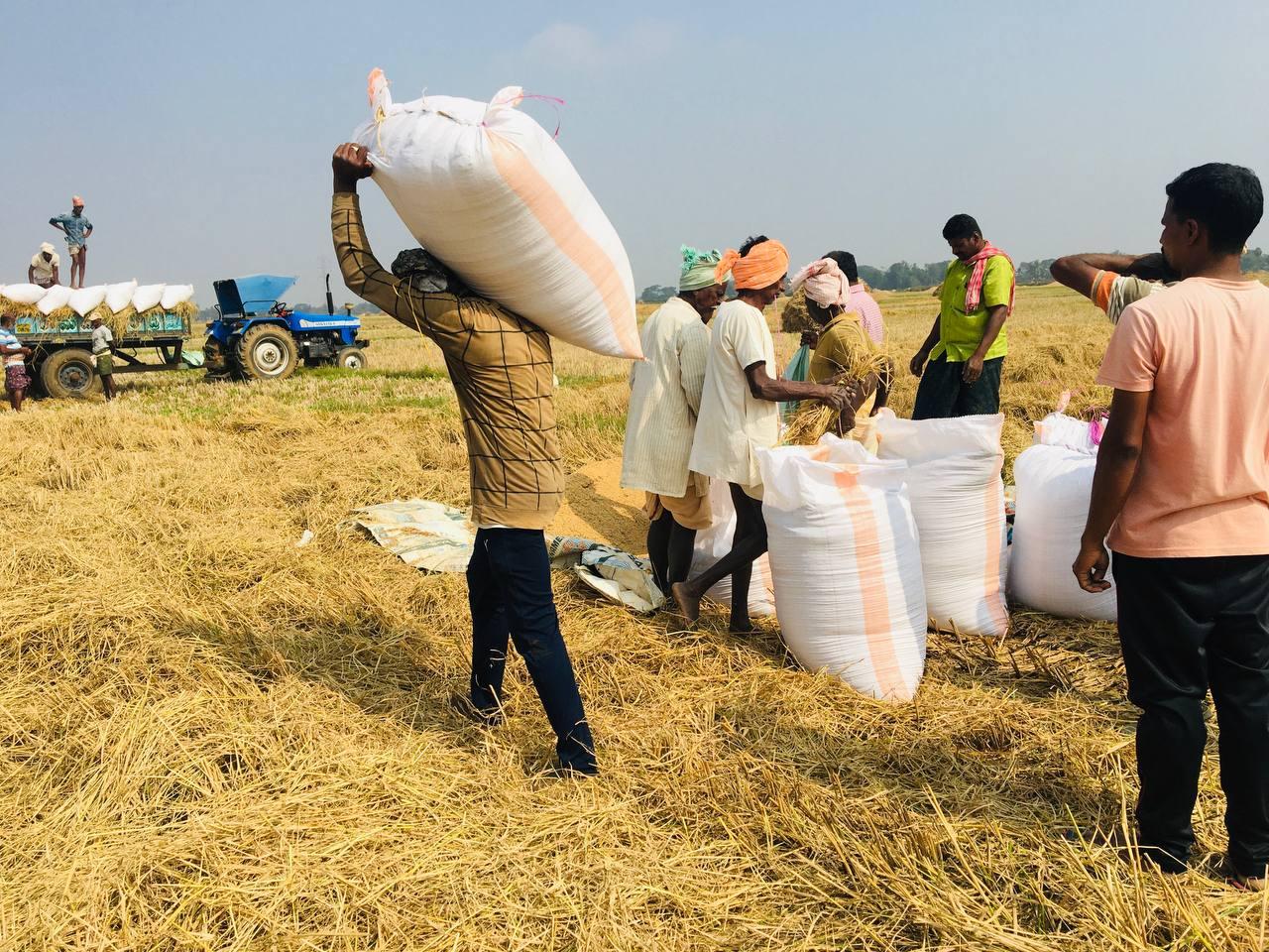 Laborers carrying sacks of Harvested (Source: CKA Archives).