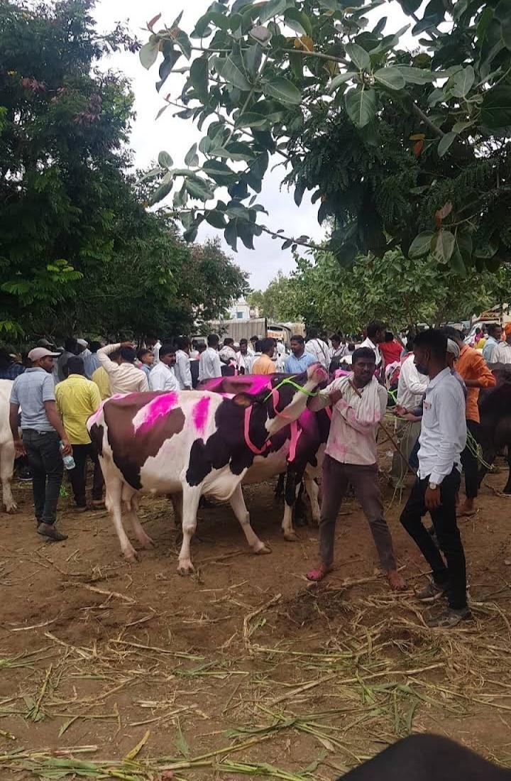 Kashti's livestock market, Shrigonda, Ahilyanagar. (Source: CKA Archives)