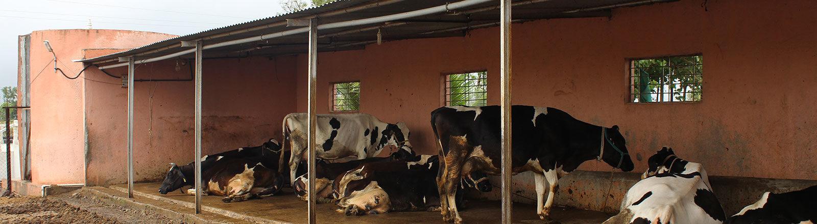 One-sidedcowshed(गोठा) (Source: CKA Archives)