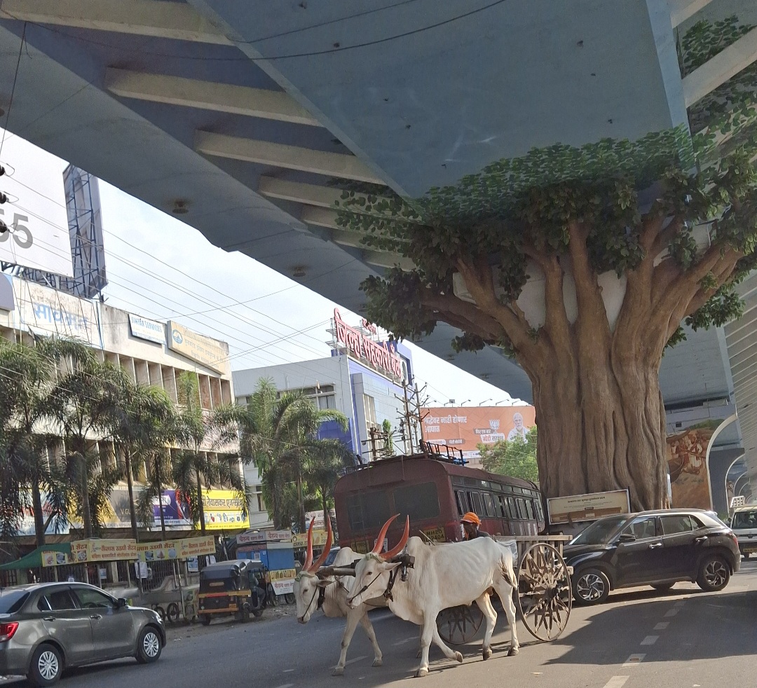 A glimpse of the past in today's modern world. A villager using a bullock cart for the transportation of goods against the urbanized landscape. (Source: CKA Archives)