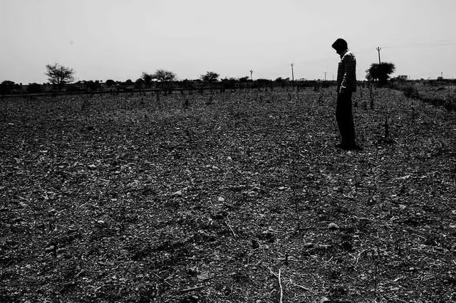 A farmer inspects his damaged soybean crop after a prolonged drought in the village of Murud, Akola.