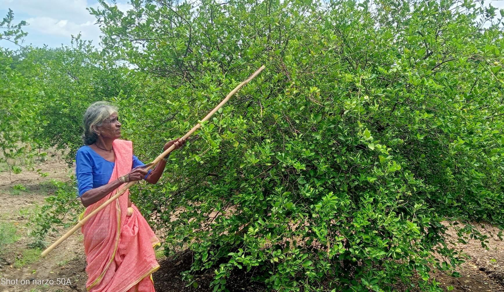 An Aakodi is being used to pull fruits. (Source: CKA Archives)