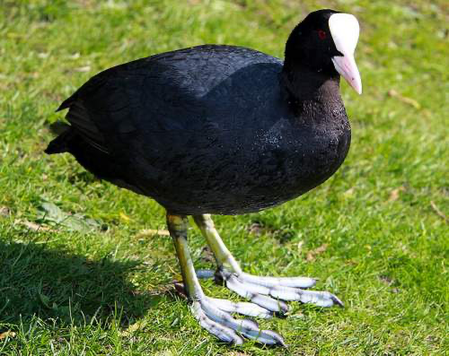 Water birds like the kulum (as seen above) and kunja (locally known as kar) are quite rare, but the area hosts numerous ducks, teals, cranes, and other shorebirds