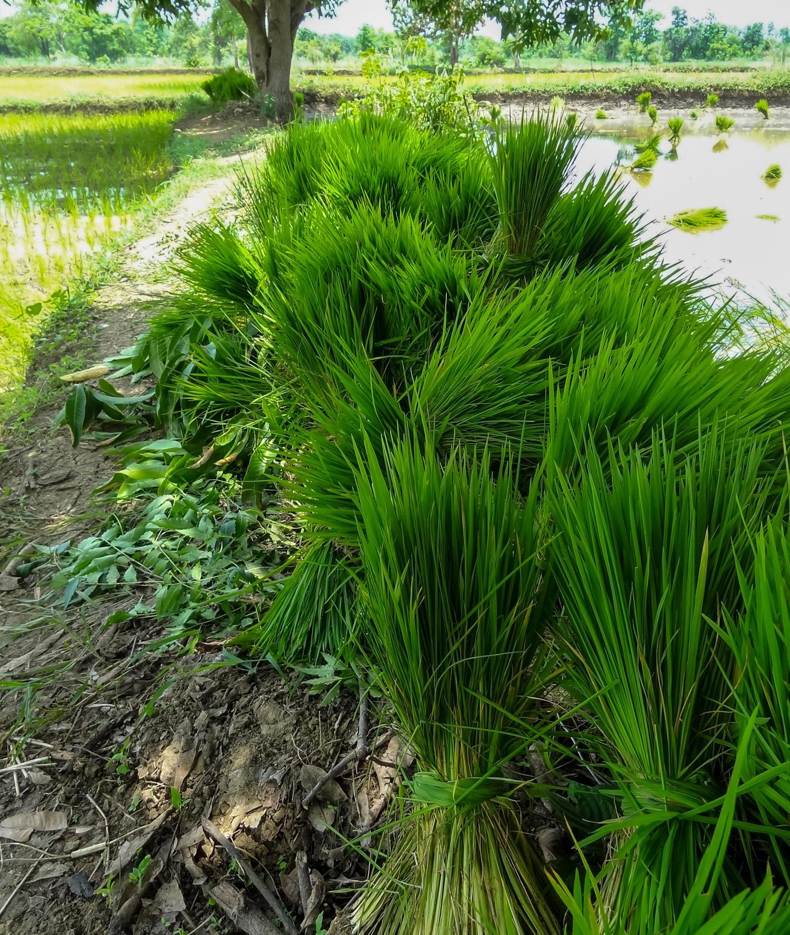 Immature paddy crop stacked together,Bhandara.