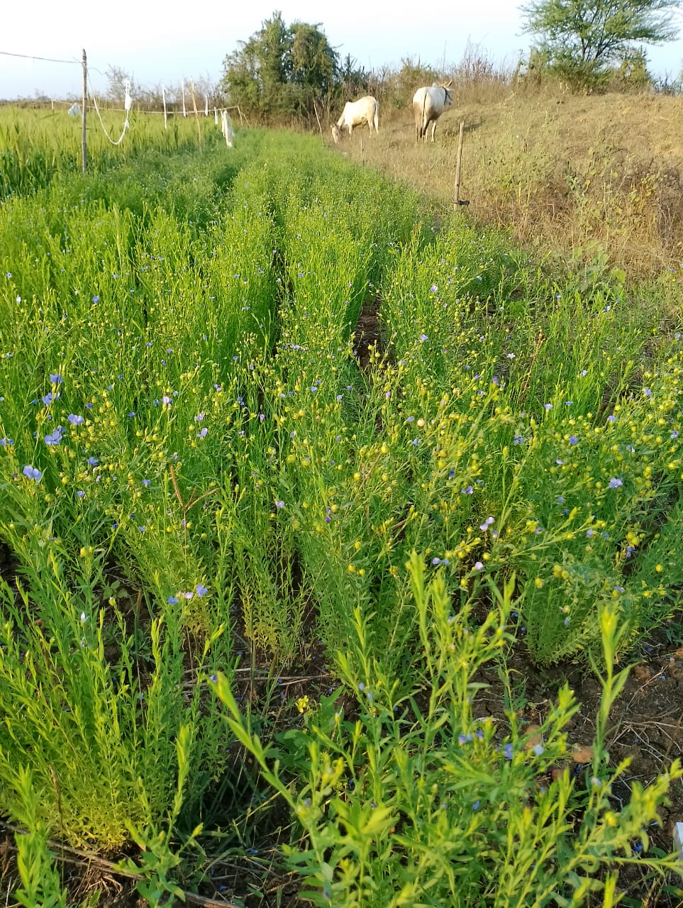 A crop of Linseed can be seen flourishing on the farm. (Source: CKA Archives)