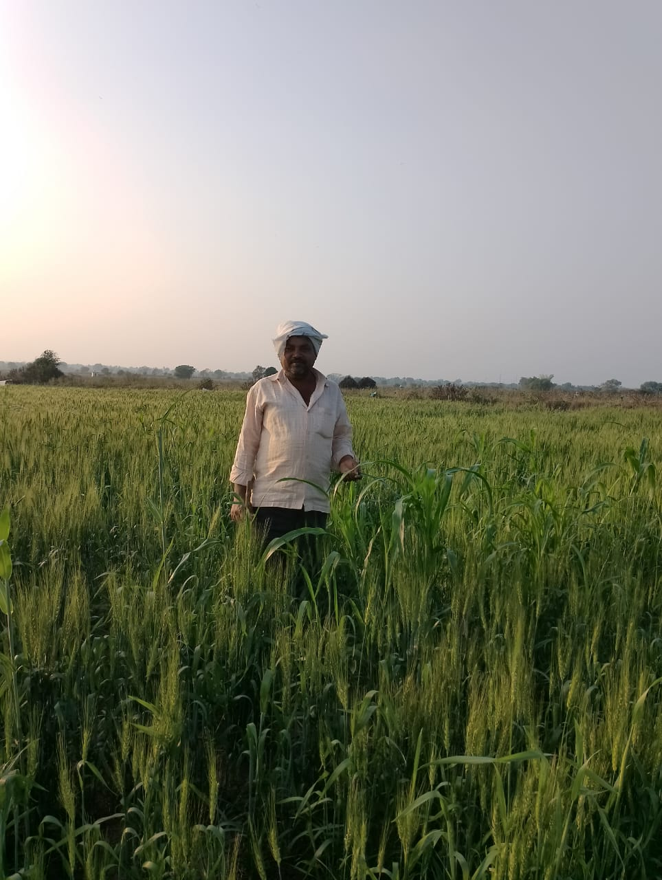 A farmer in his Wheat field. (Source: CKA Archives)