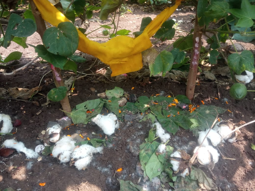 A Sitai puja is being carried out. (Source: CKA Archives)