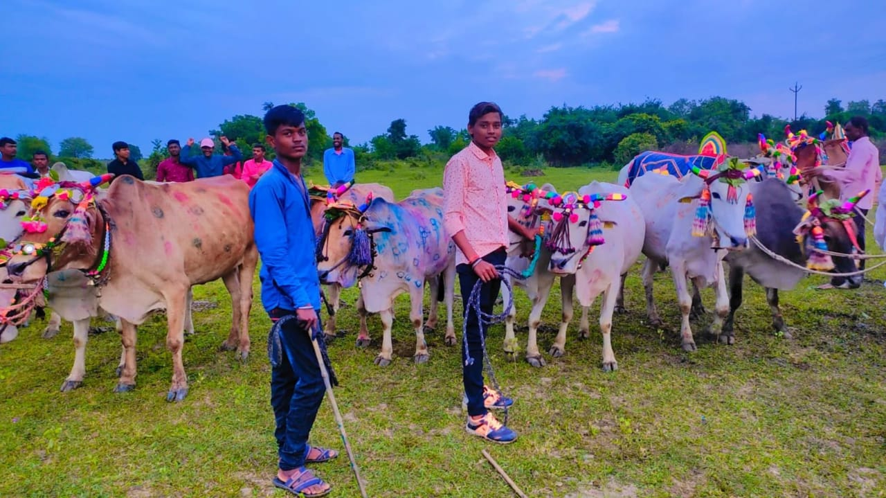 Decorated Bulls are ready to participate in the Pola celebrations. (Source: CKA Archives)