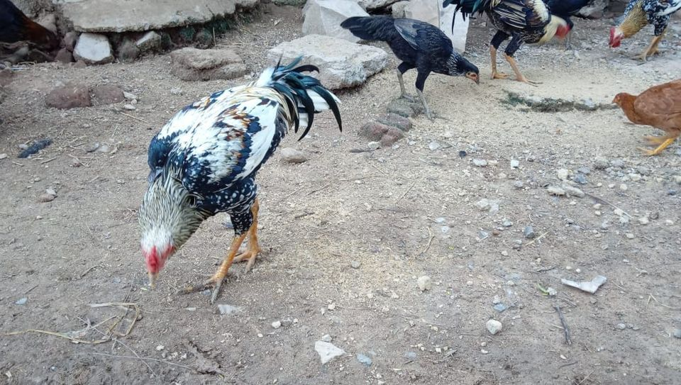 Chetan Poultry Farm, Wanoja (Source: CKA Archives)