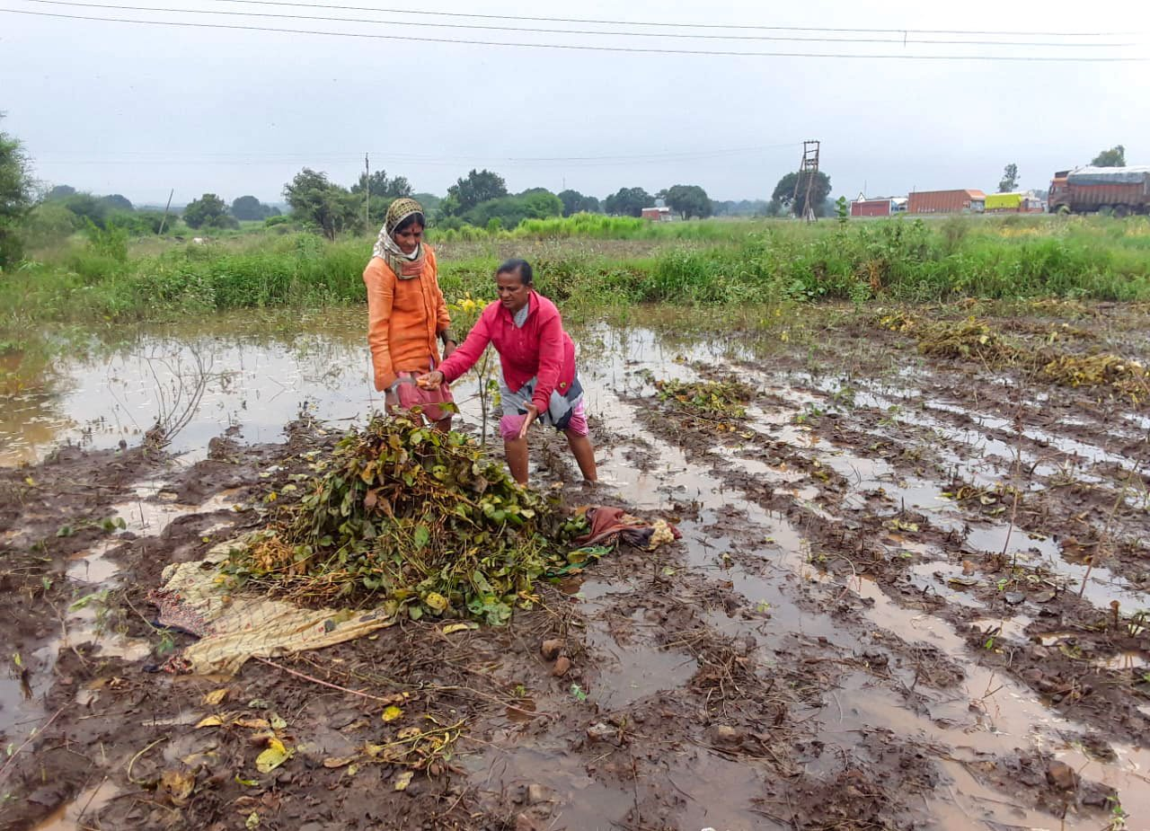 Farmers were saving what was left of their crop