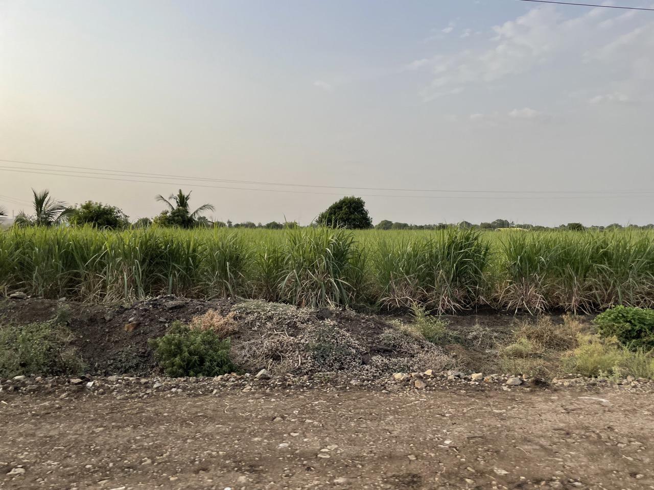 Sugarcane fields in the background in the taluka of Umarga. (Source: CKA Archives)